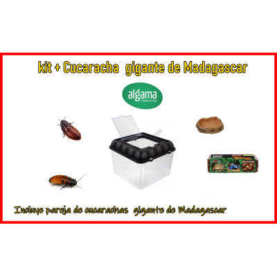 Kit compelto + Cucaracha gigante de Madagascar 